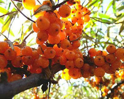 沙棘果加工生產線